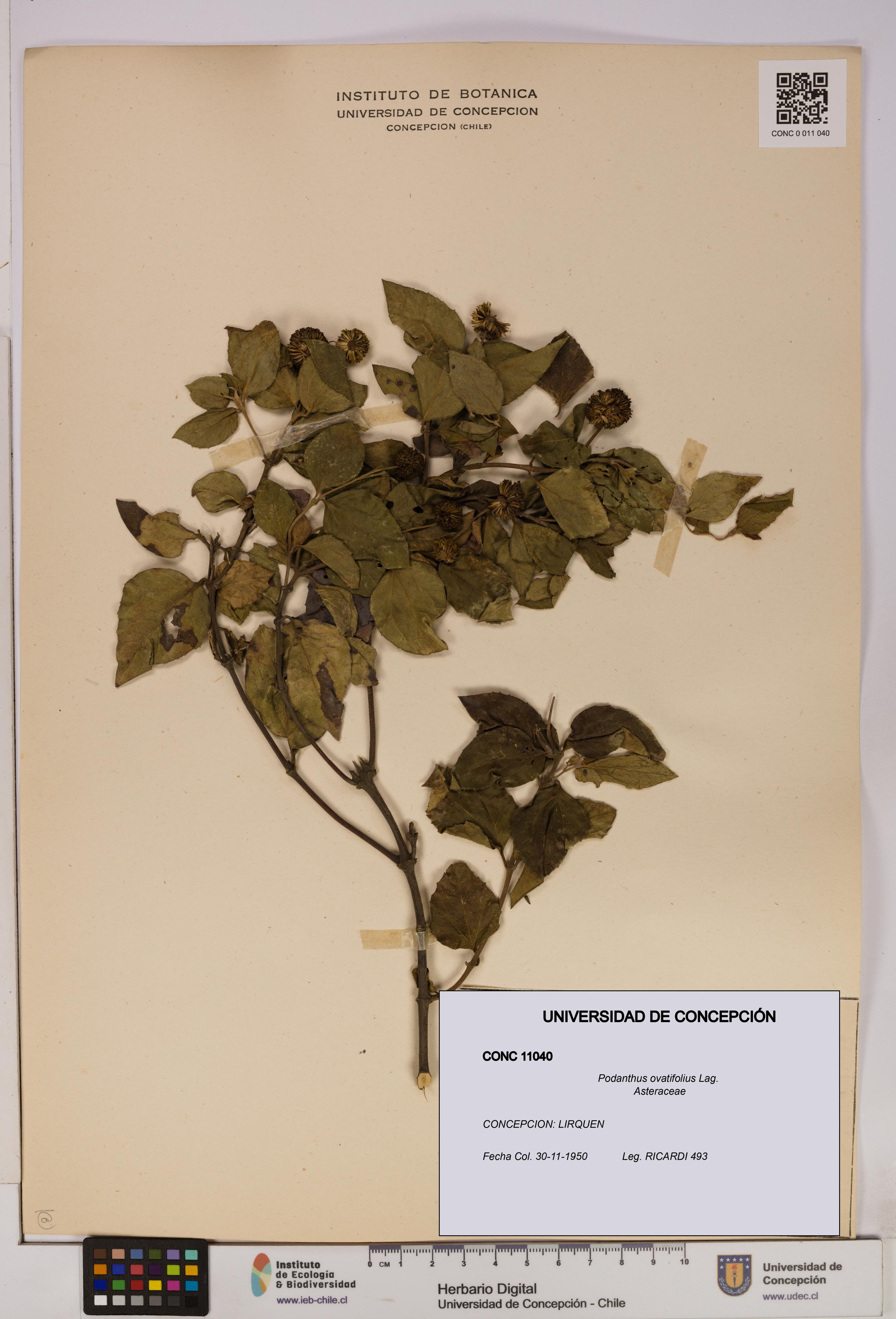 Podanthus ovatifolius [Espécimen: ]