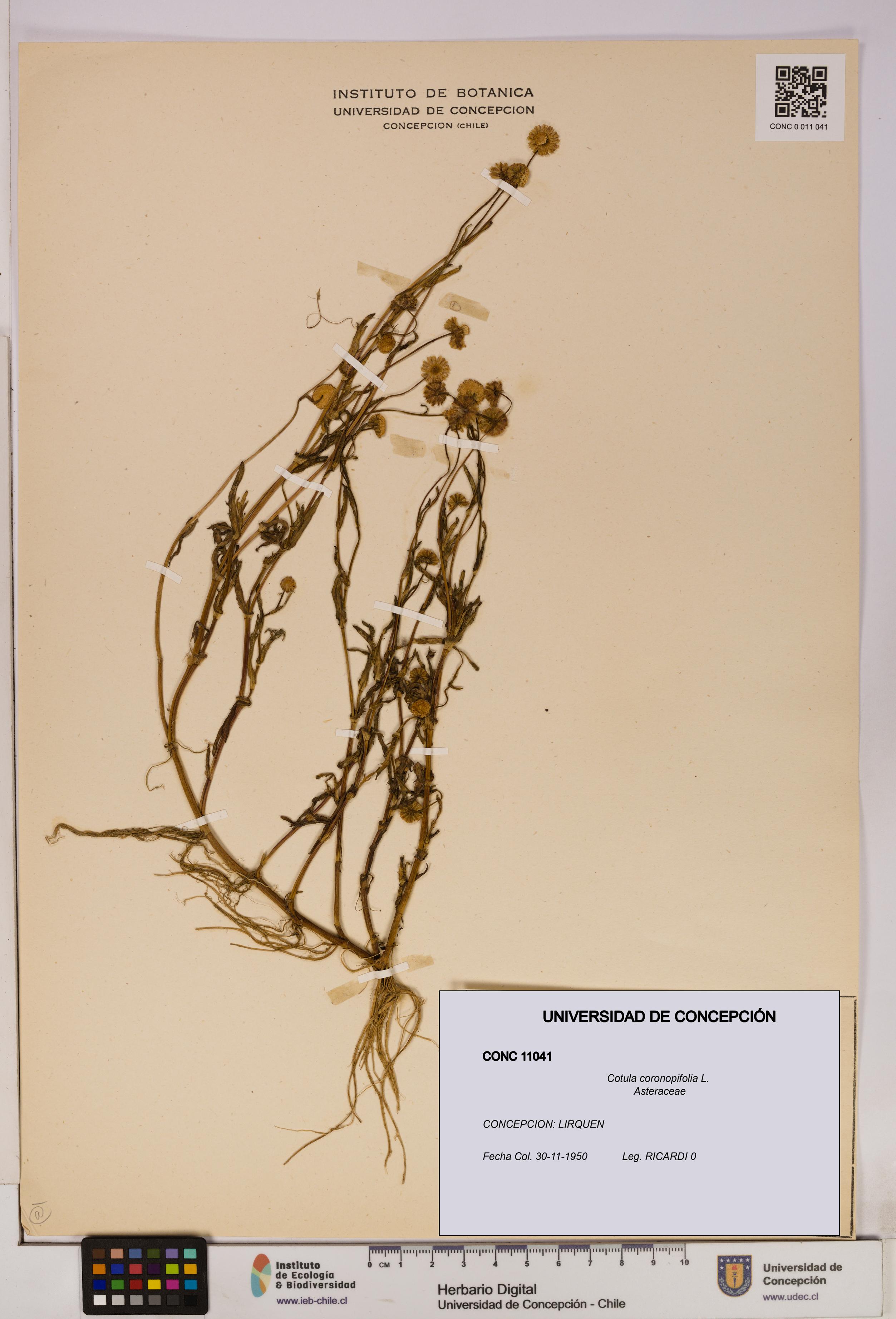 Cotula coronopifolia [Espécimen: UDEC:CONC:0011041]