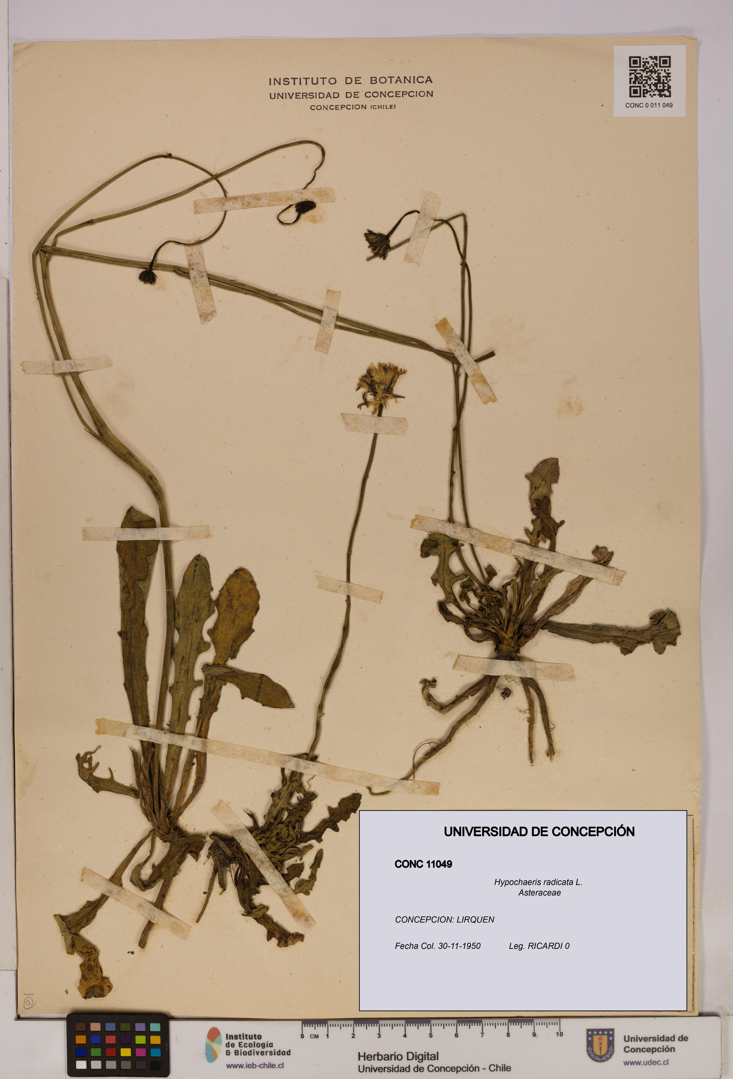 Hypochaeris radicata [Espécimen: UDEC:CONC:0011049]
