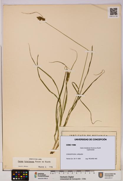 Carex bracteosa [Espécimen: UDEC:CONC:0011064]