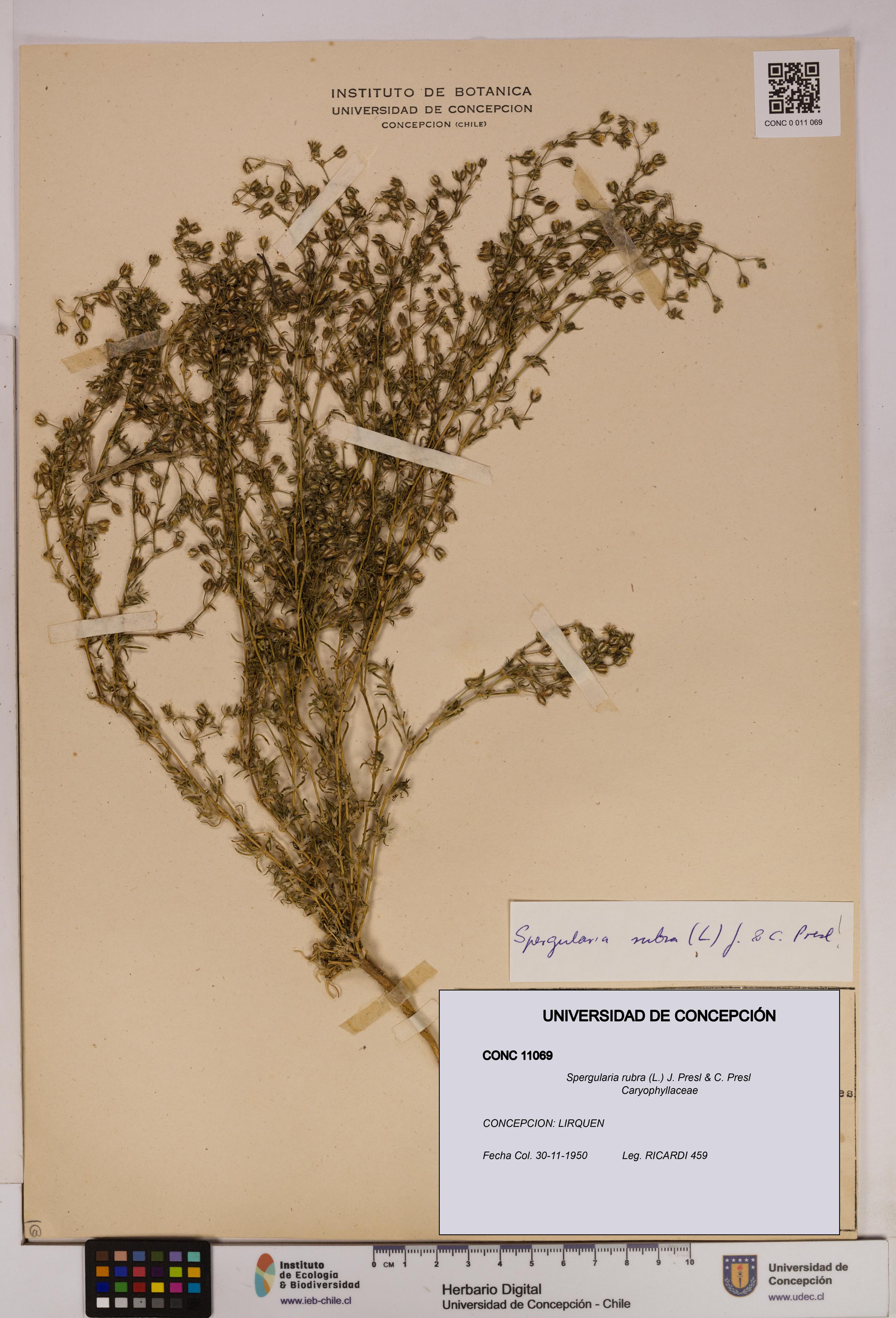 Spergularia rubra [Espécimen: UDEC:CONC:0011069]