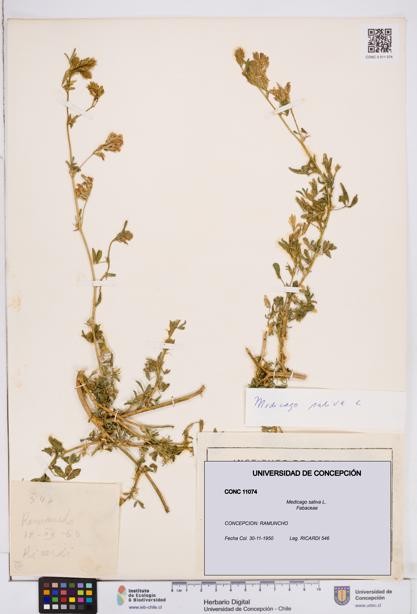 Medicago sativa [Espécimen: ]