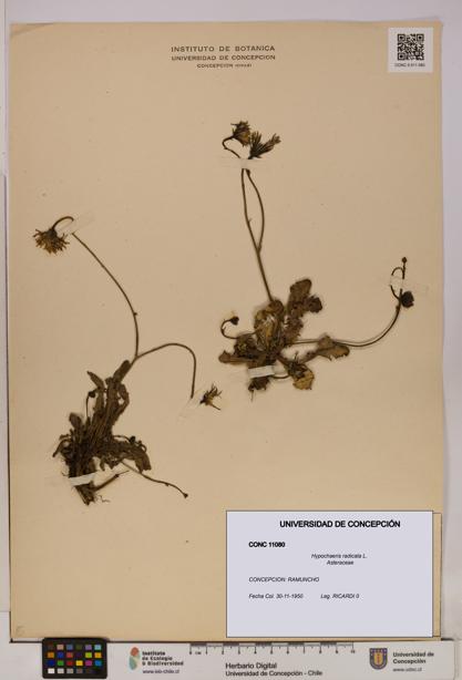 Hypochaeris radicata [Espécimen: UDEC:CONC:0011080]