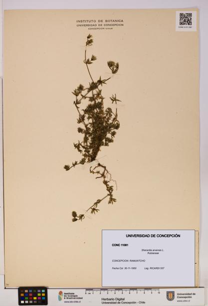 Sherardia arvensis [Espécimen: UDEC:CONC:0011081]
