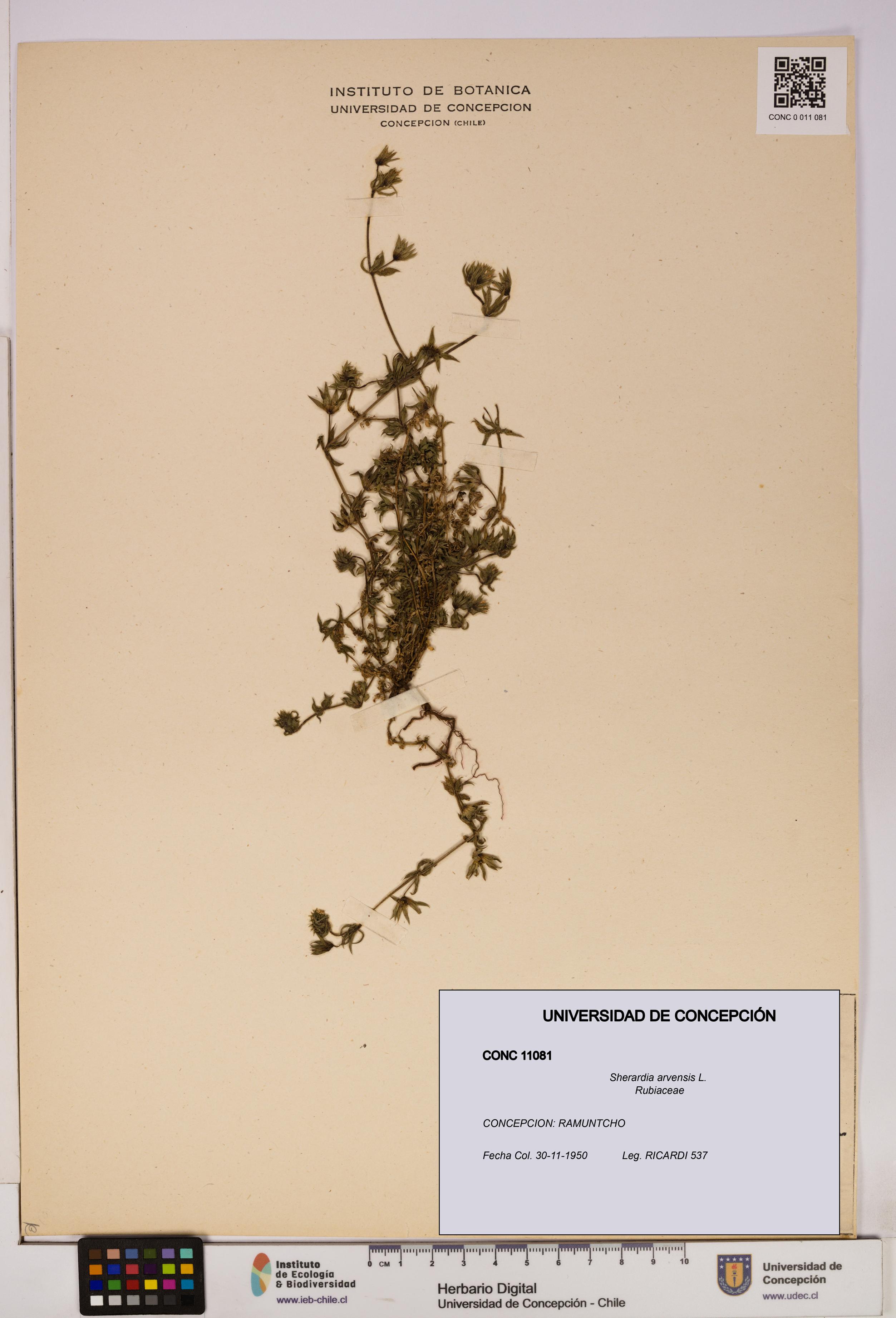 Sherardia arvensis [Espécimen: UDEC:CONC:0011081]