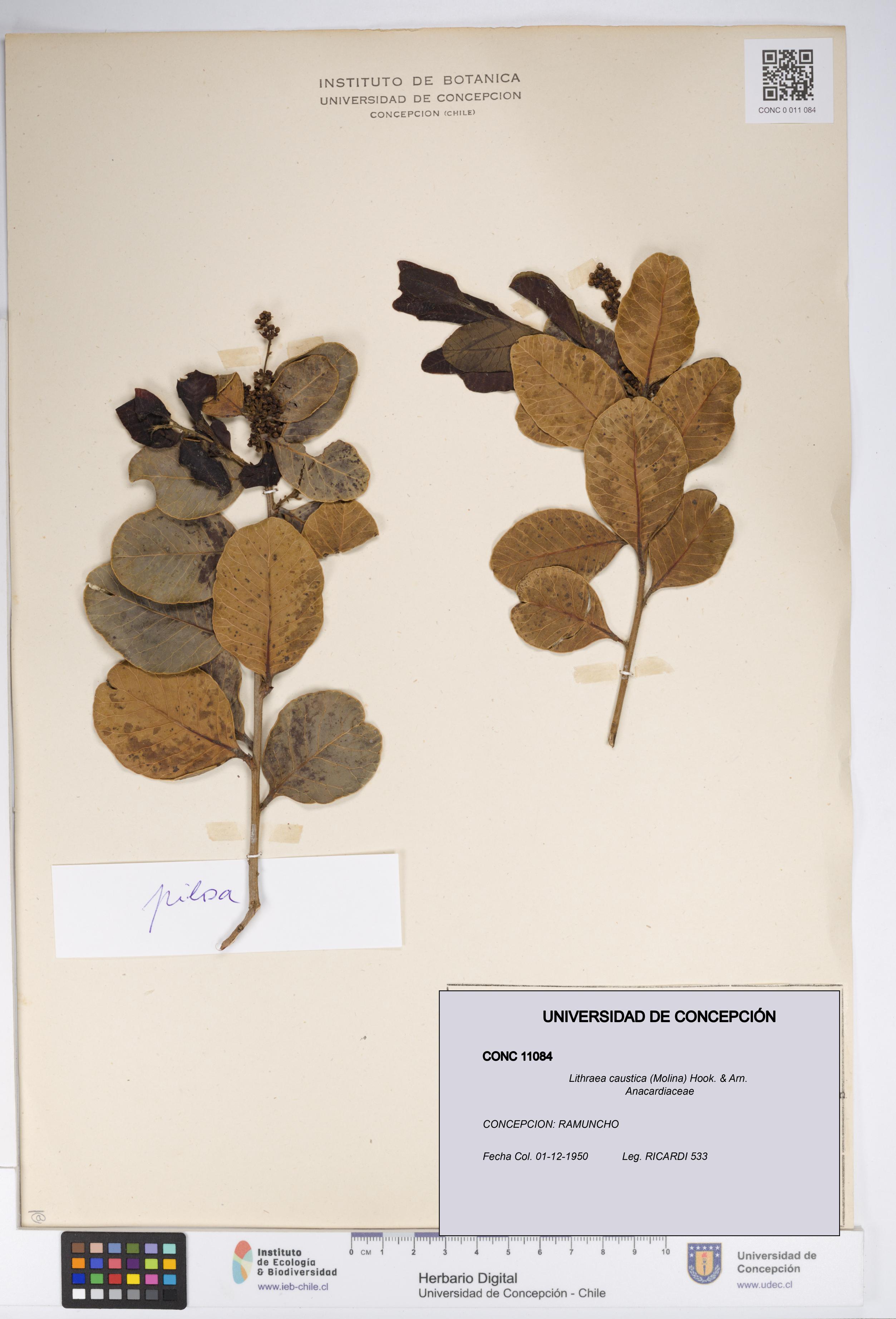 Lithraea caustica [Espécimen: UDEC:CONC:0011084]