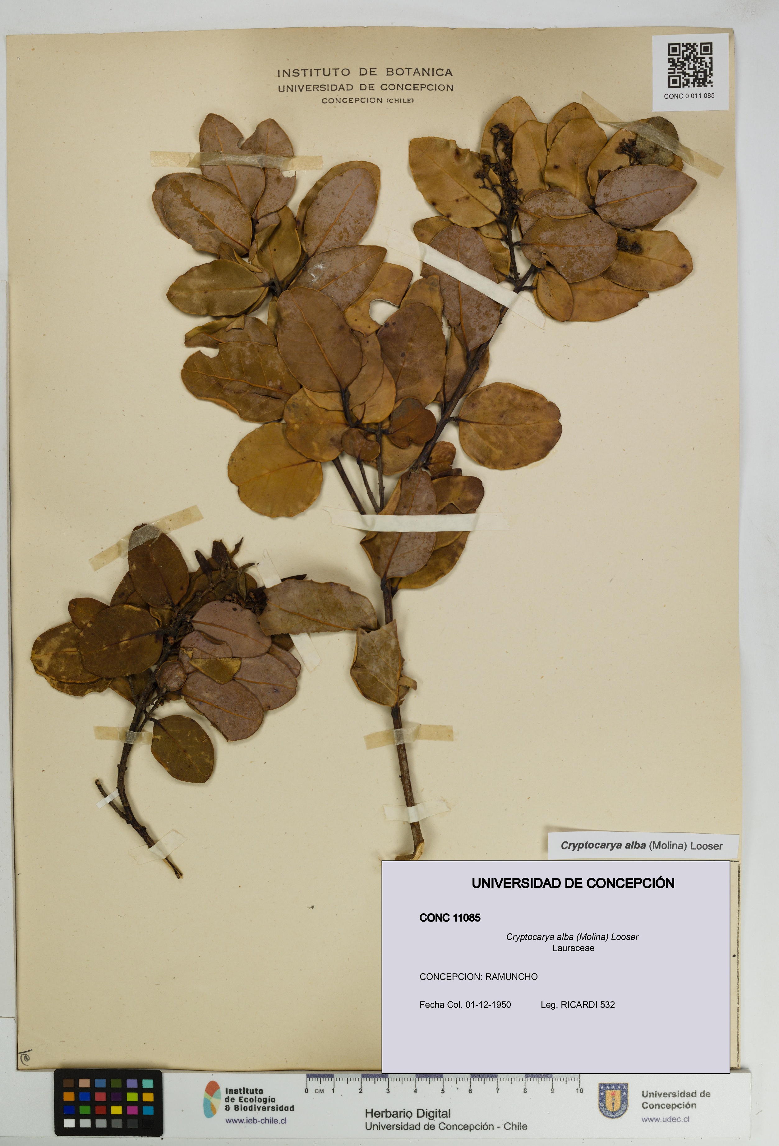Cryptocarya alba [Espécimen: UDEC:CONC:0011085]