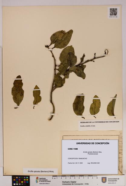 Ercilla spicata [Espécimen: UDEC:CONC:0011086]