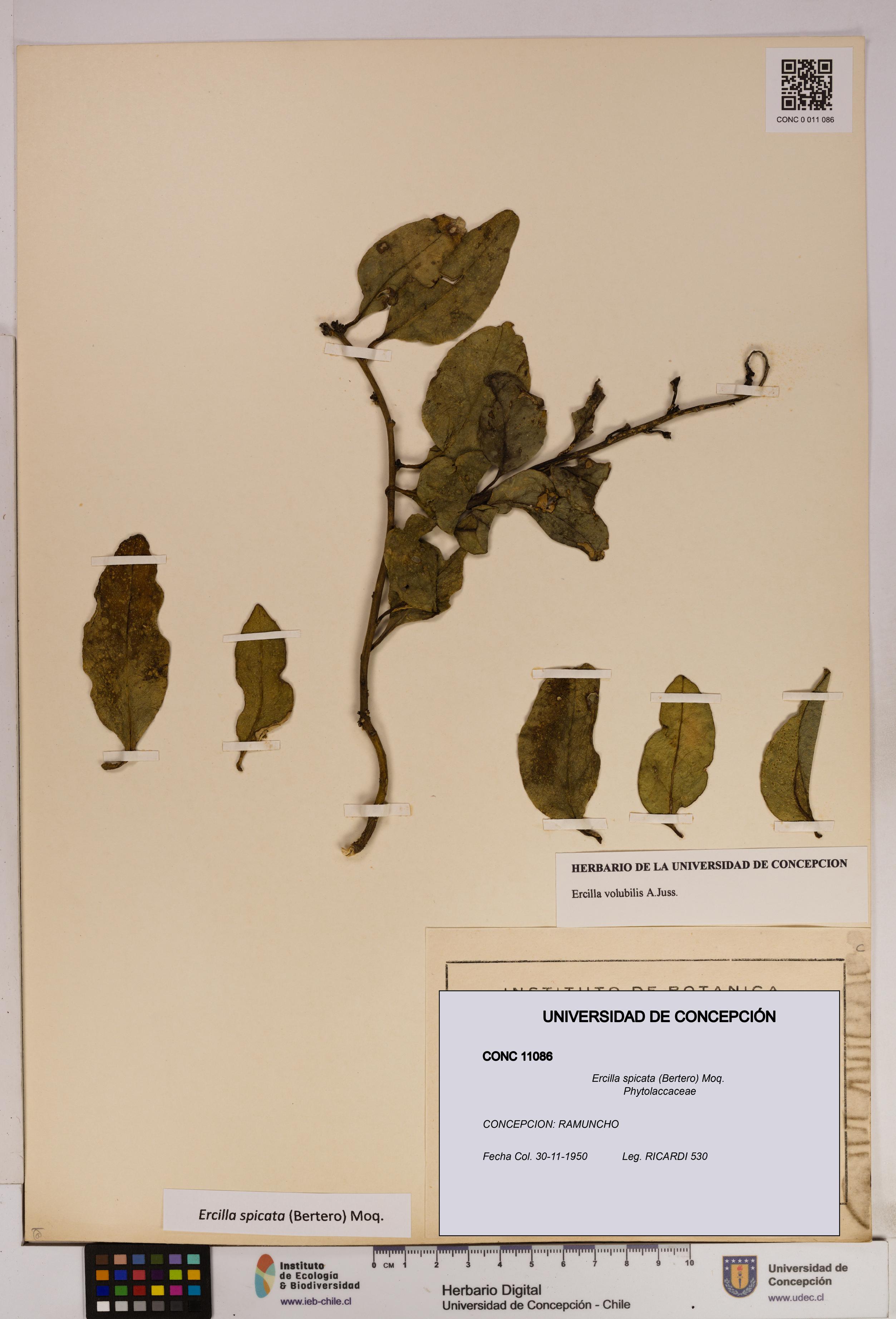 Ercilla spicata [Espécimen: UDEC:CONC:0011086]