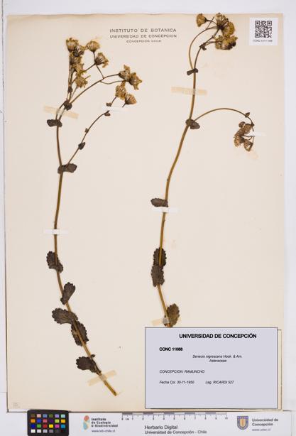 Senecio nigrescens [Espécimen: ]
