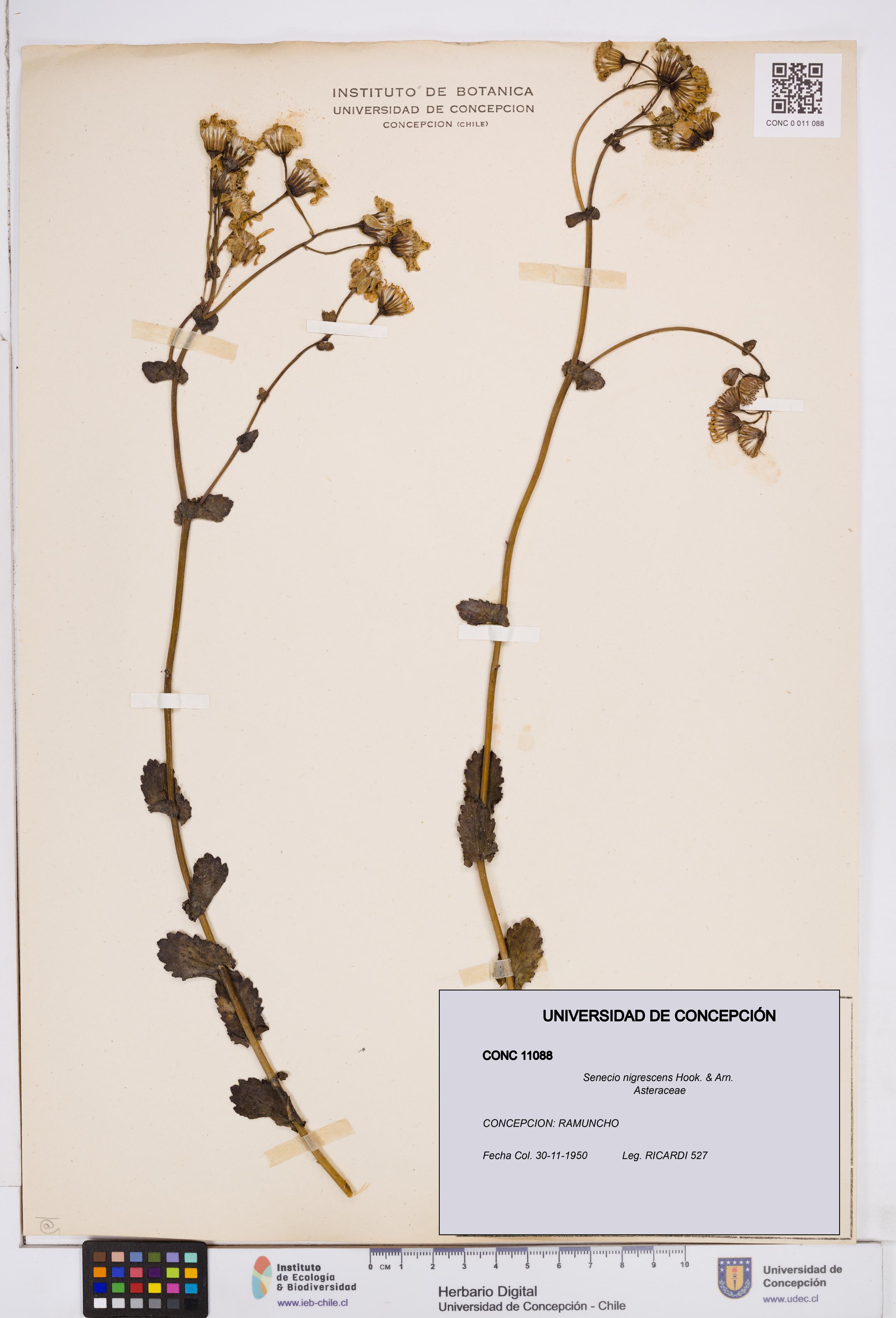 Senecio nigrescens [Espécimen: ]