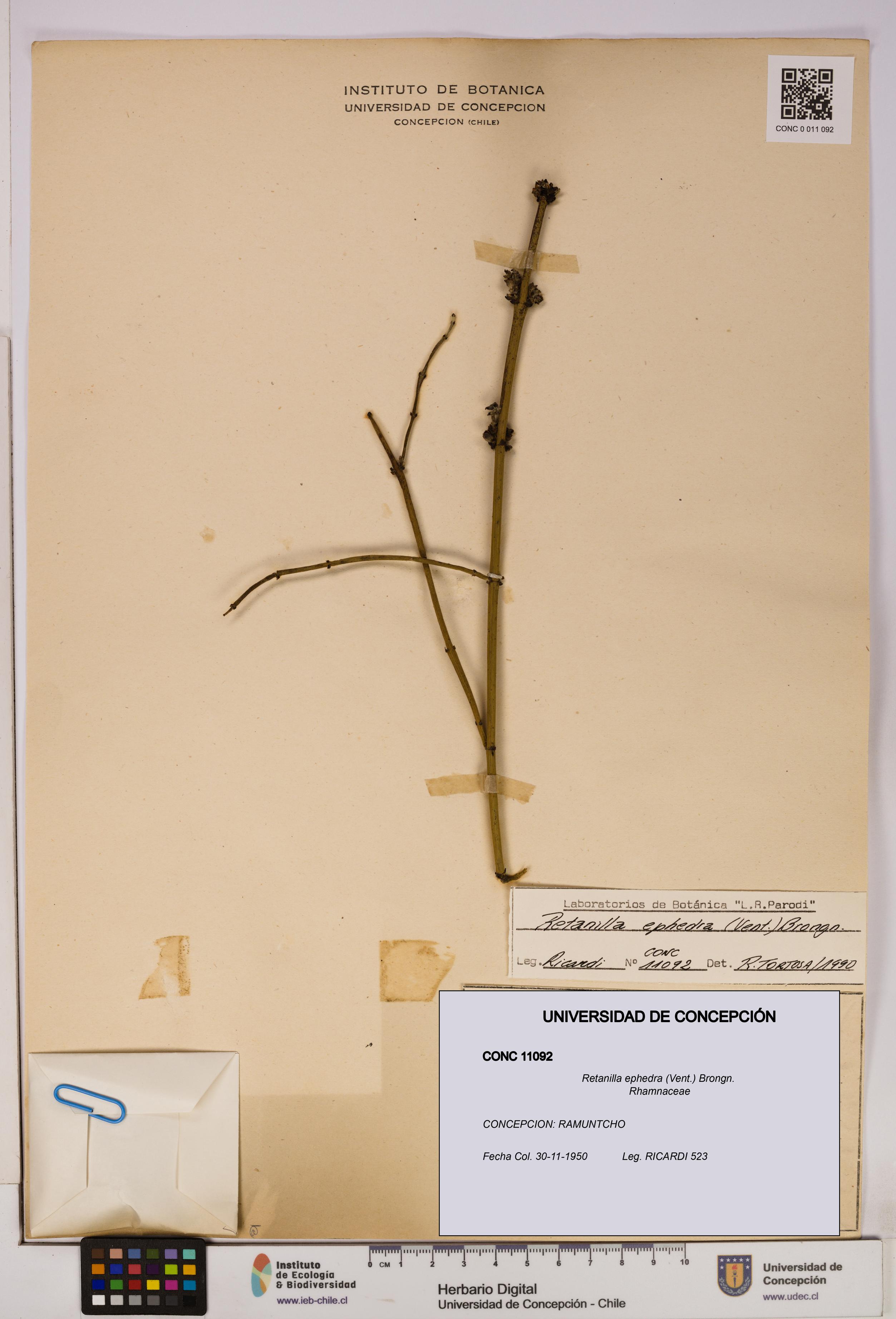 Retanilla ephedra [Espécimen: UDEC:CONC:0011092]