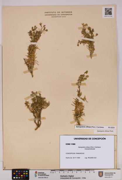 Spergularia villosa [Espécimen: UDEC:CONC:0011093]