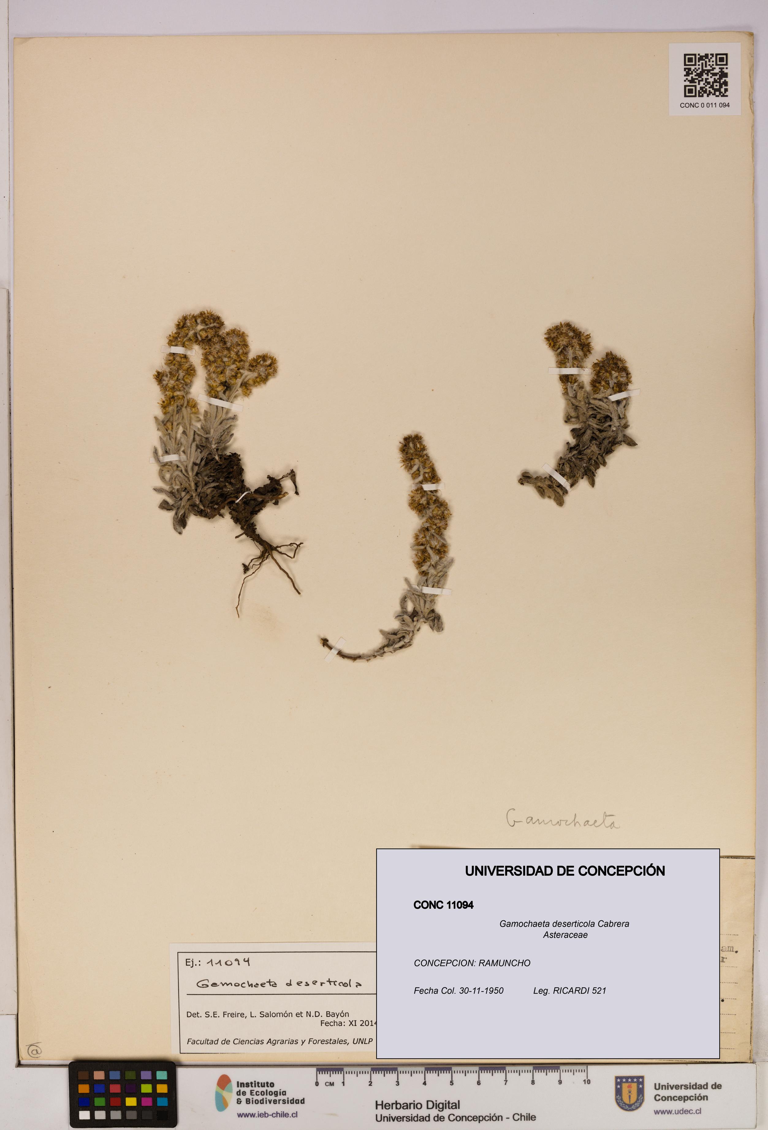 Gamochaeta deserticola [Espécimen: UDEC:CONC:0011094]