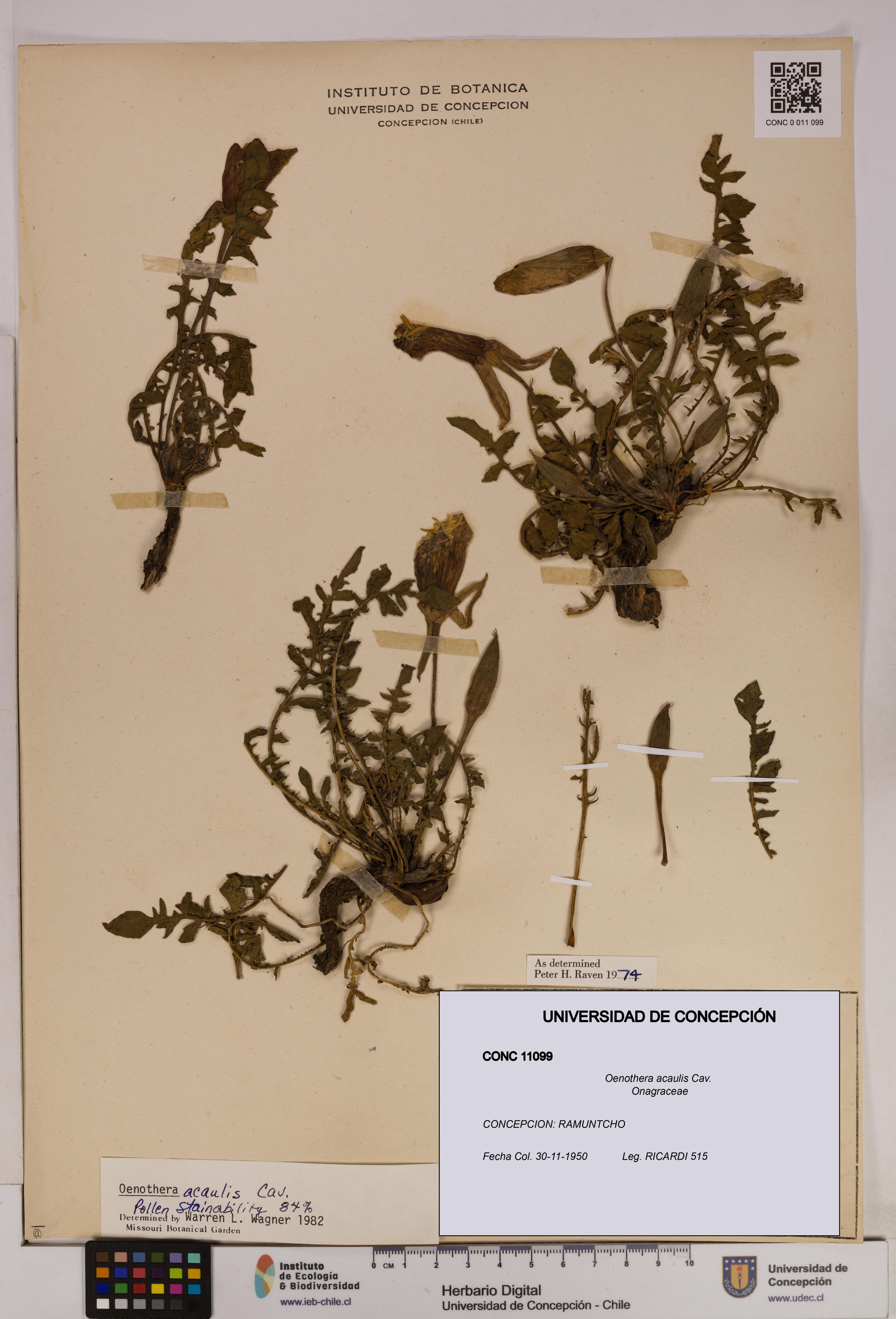 Oenothera acaulis [Espécimen: UDEC:CONC:0011099]