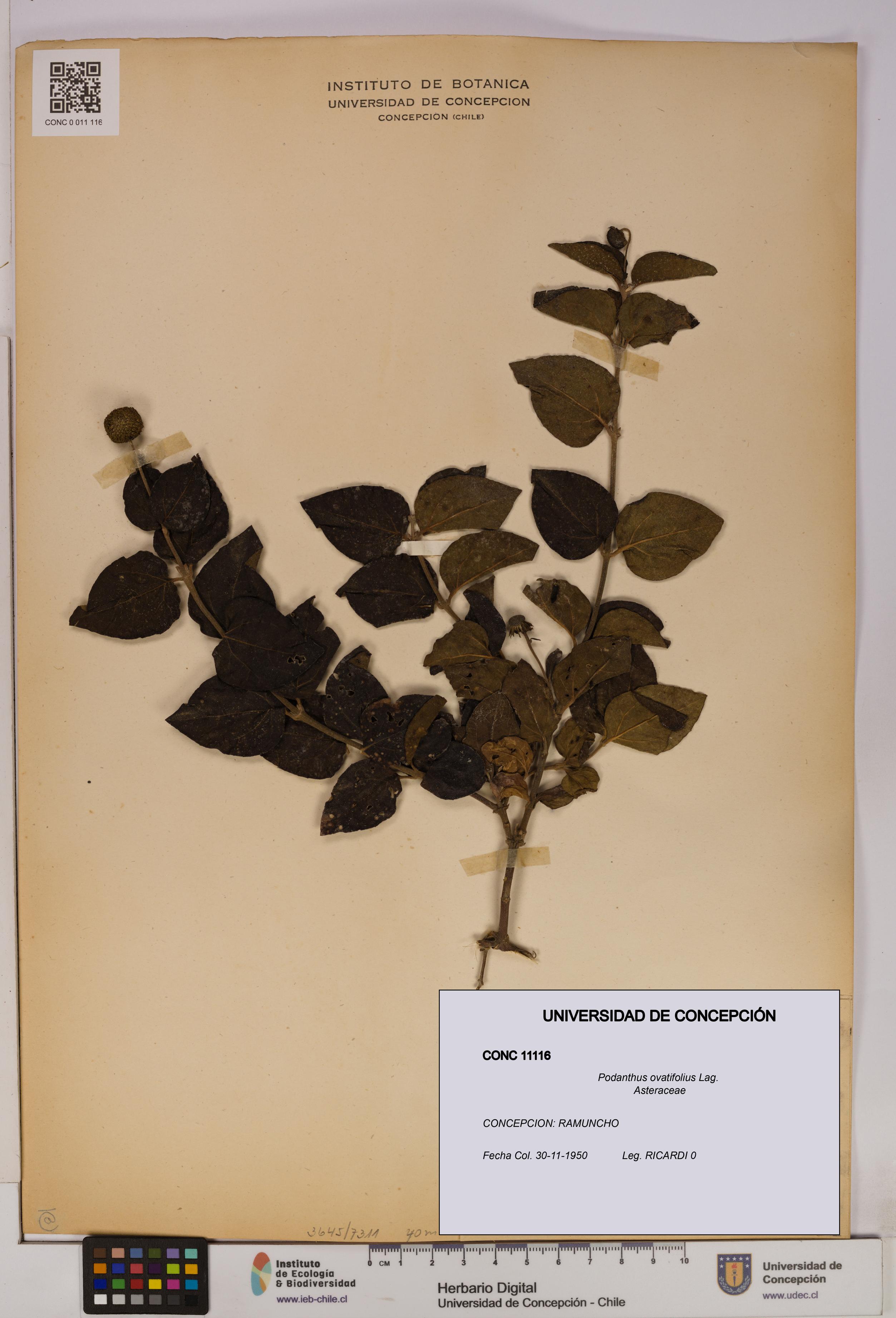 Podanthus ovatifolius [Espécimen: ]