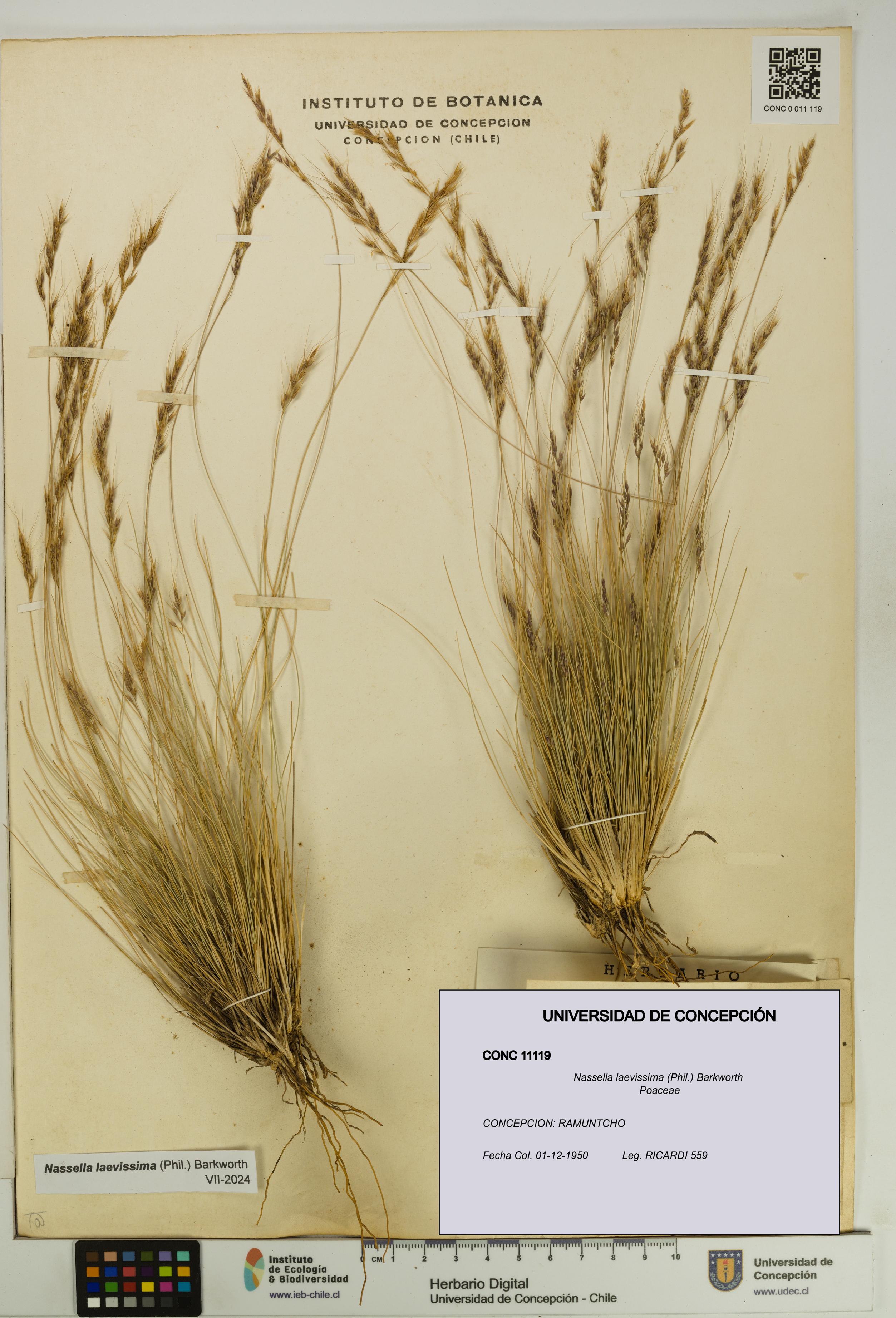 Nassella laevissima [Espécimen: UDEC:CONC:0011119]