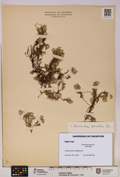 Chevreulia pusilla [Espécimen: UDEC:CONC:0011124]