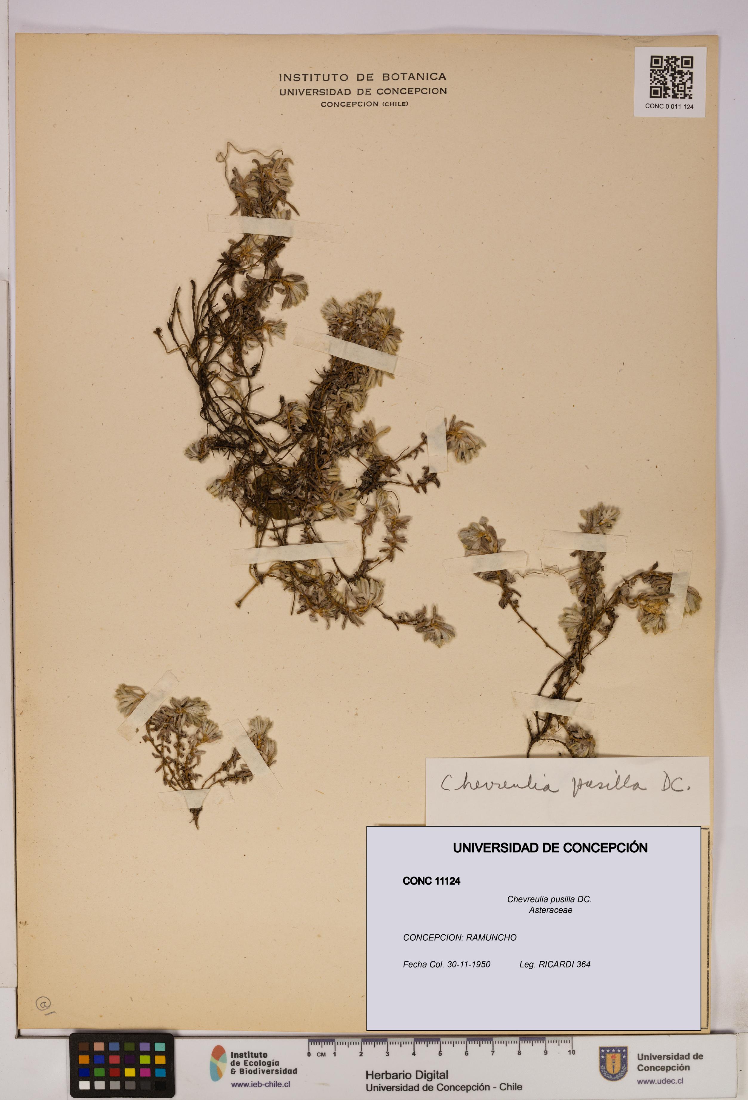 Chevreulia pusilla [Espécimen: UDEC:CONC:0011124]