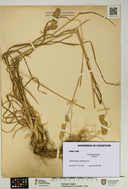 Dactylis glomerata [Espécimen: UDEC:CONC:0011129]