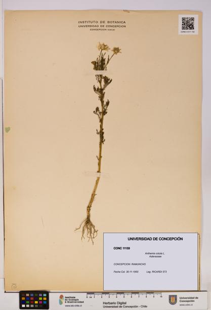 Anthemis cotula [Espécimen: UDEC:CONC:0011133]