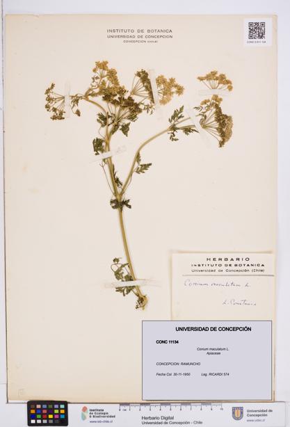 Conium maculatum [Espécimen: ]
