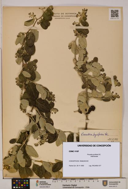 Proustia pyrifolia [Espécimen: UDEC:CONC:0011137]