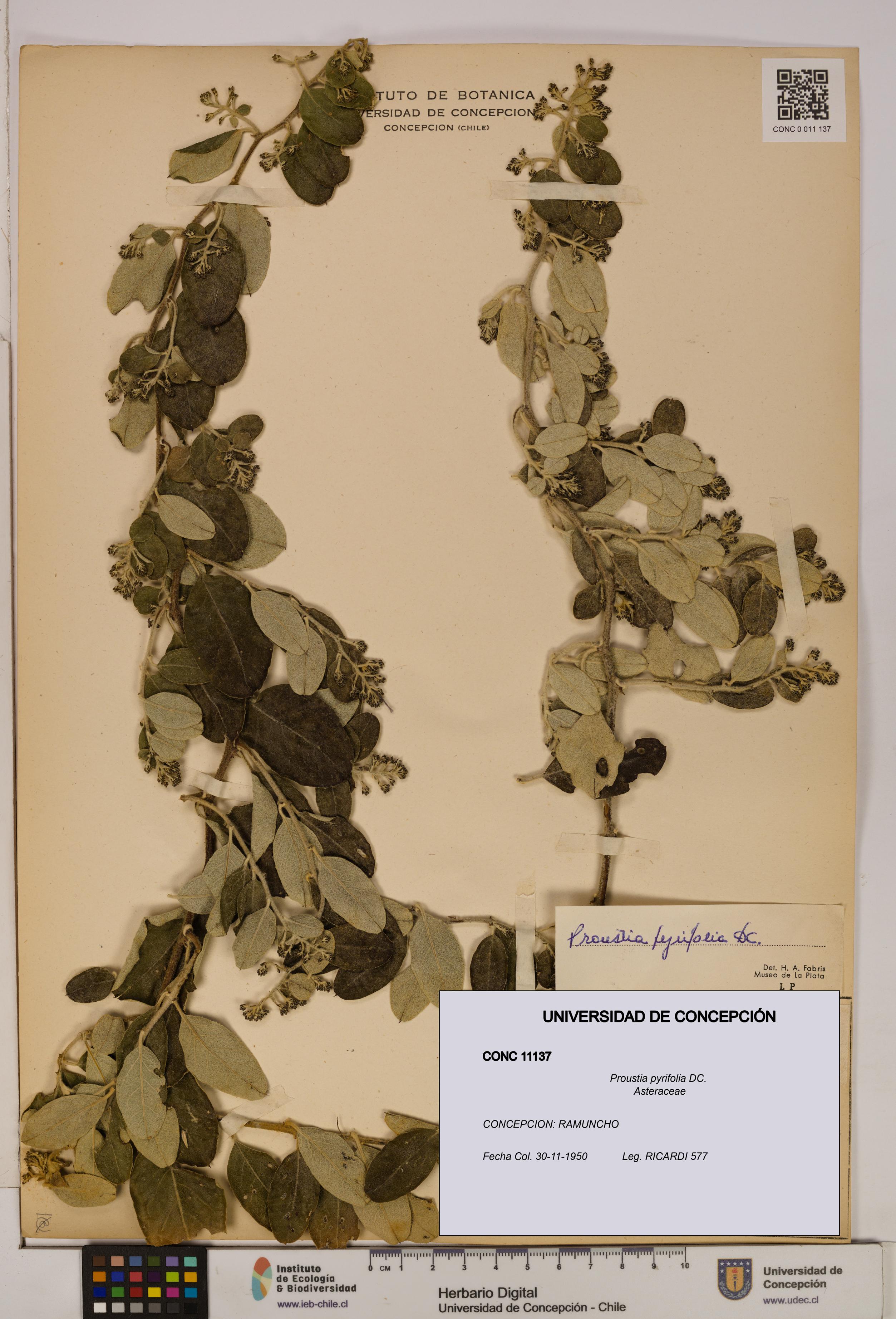 Proustia pyrifolia [Espécimen: UDEC:CONC:0011137]