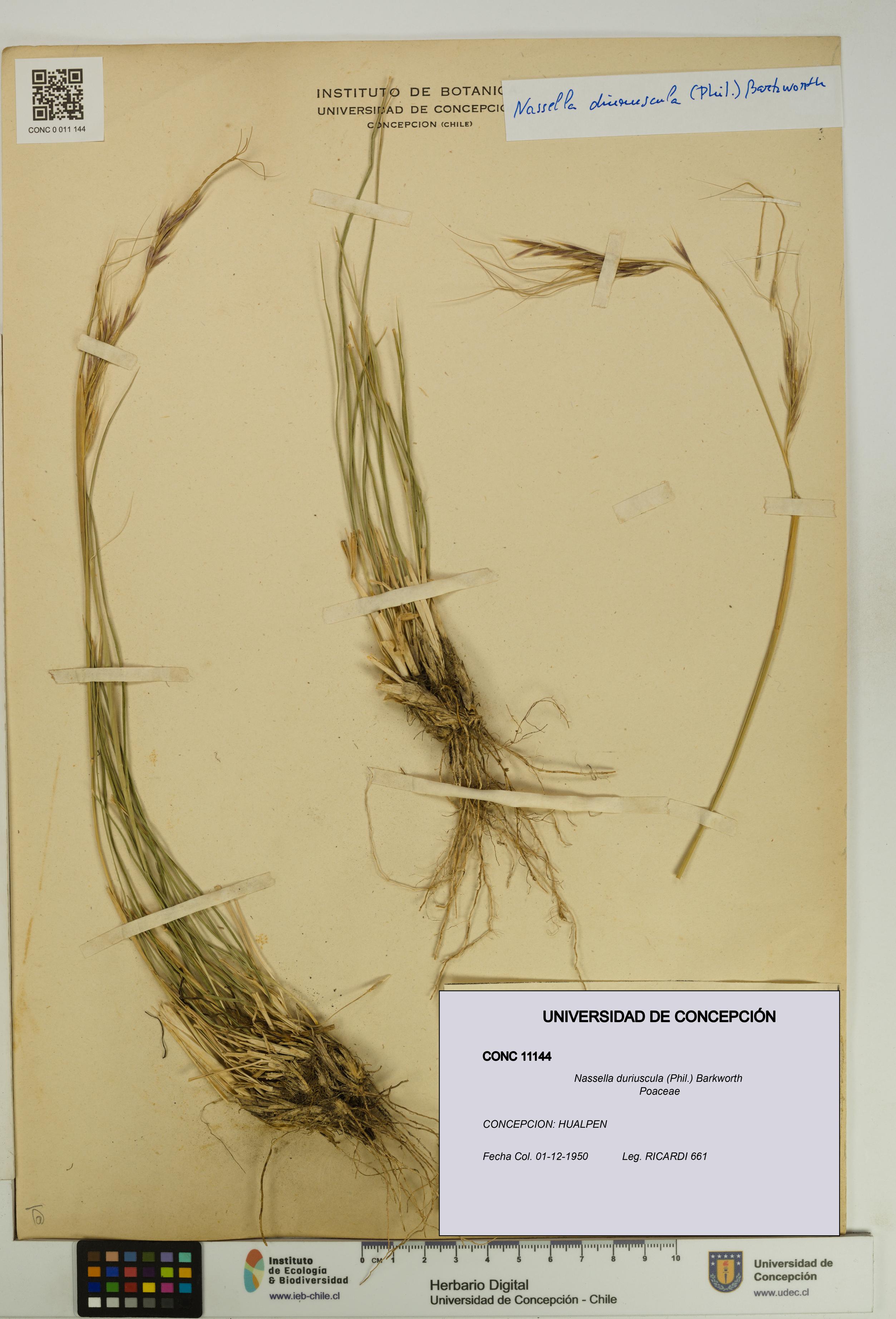 Nassella duriuscula [Espécimen: UDEC:CONC:0011144]