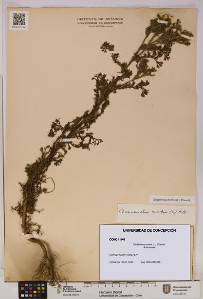 Cladanthus mixtus [Espécimen: UDEC:CONC:0011146]