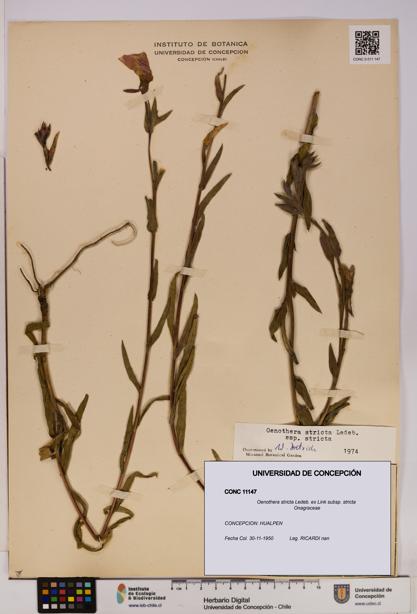 Oenothera stricta subsp. stricta [Espécimen: UDEC:CONC:0011147]