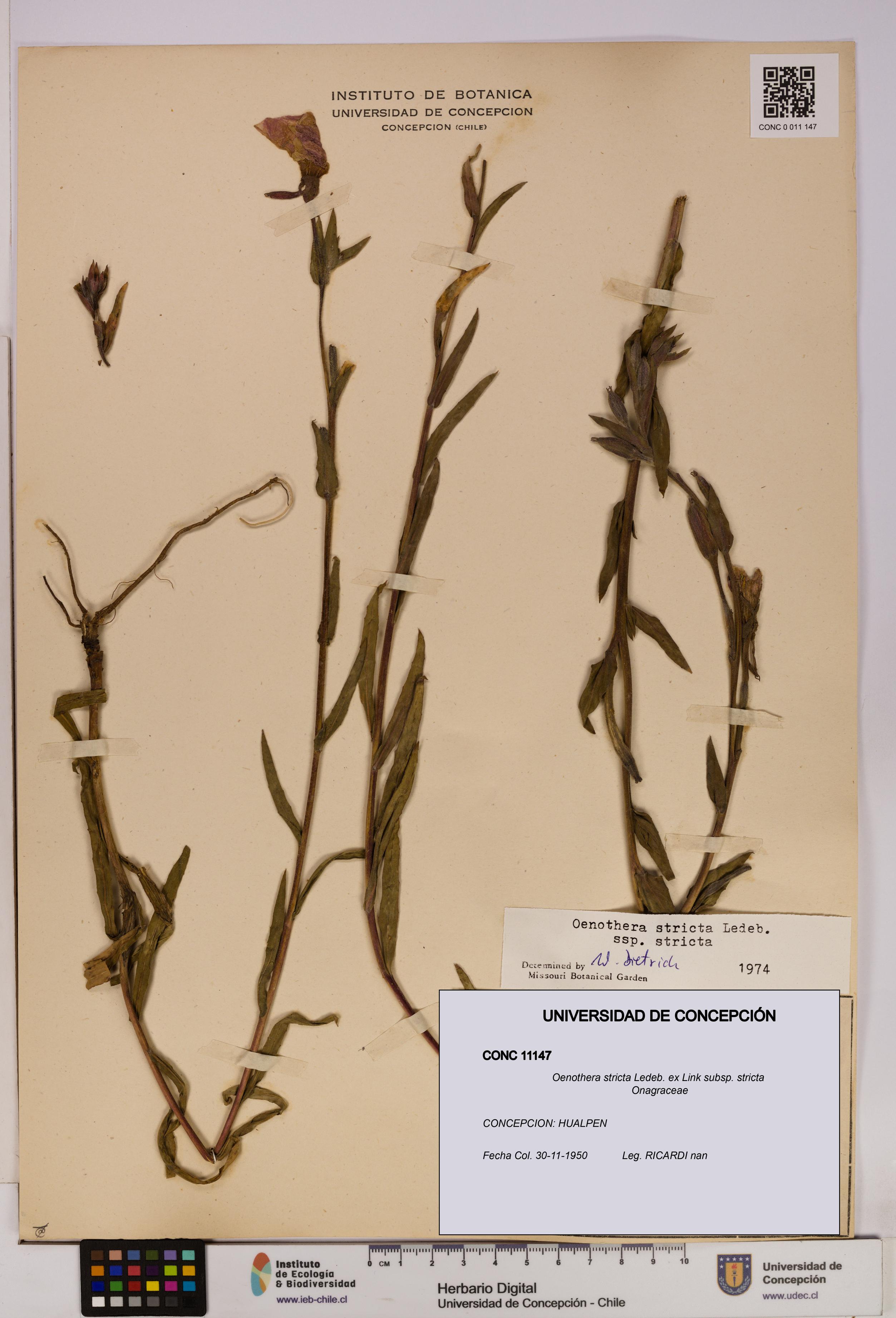Oenothera stricta subsp. stricta [Espécimen: UDEC:CONC:0011147]