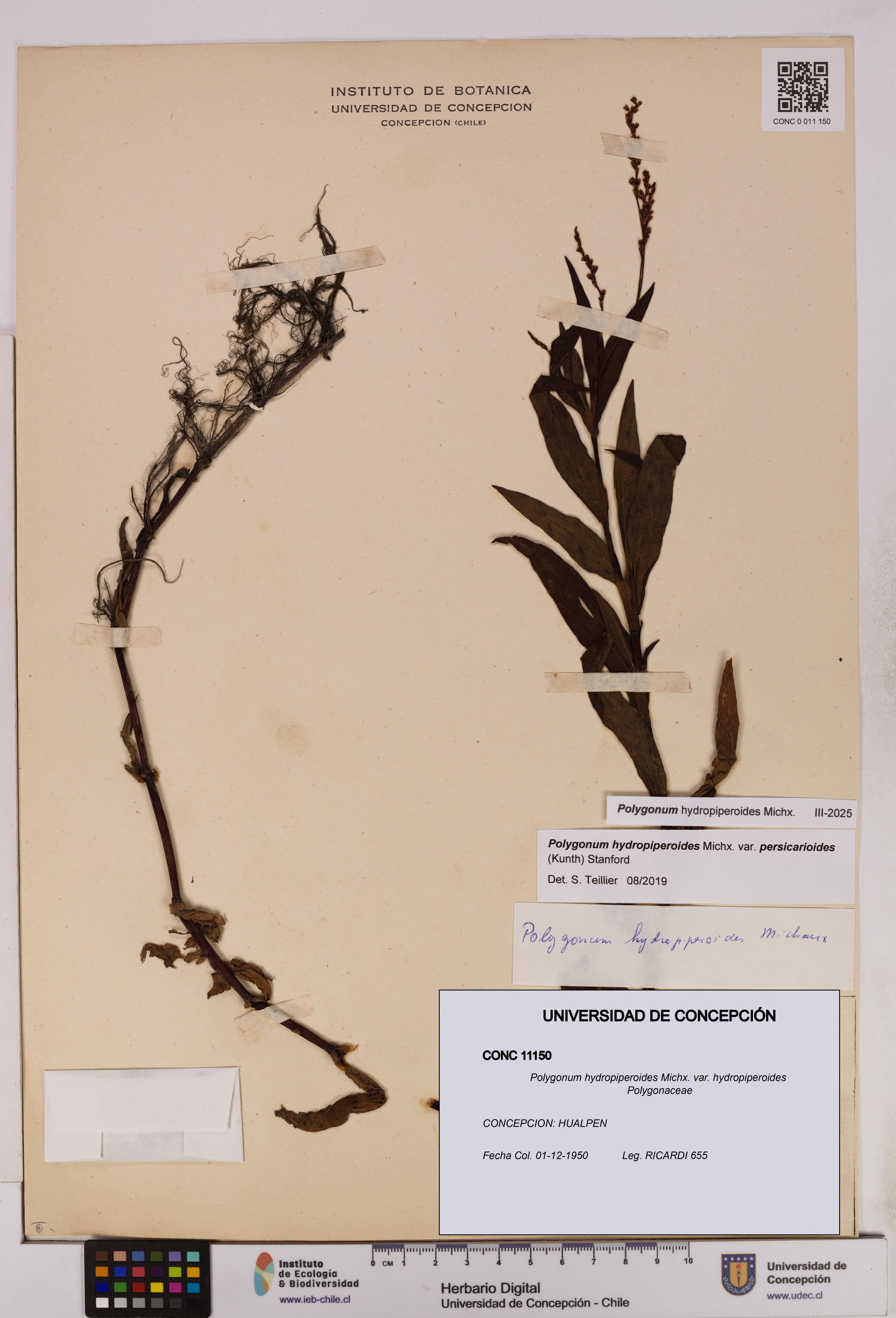 Polygonum hydropiperoides var. hydropiperoides [Espécimen: UDEC:CONC:0011150]