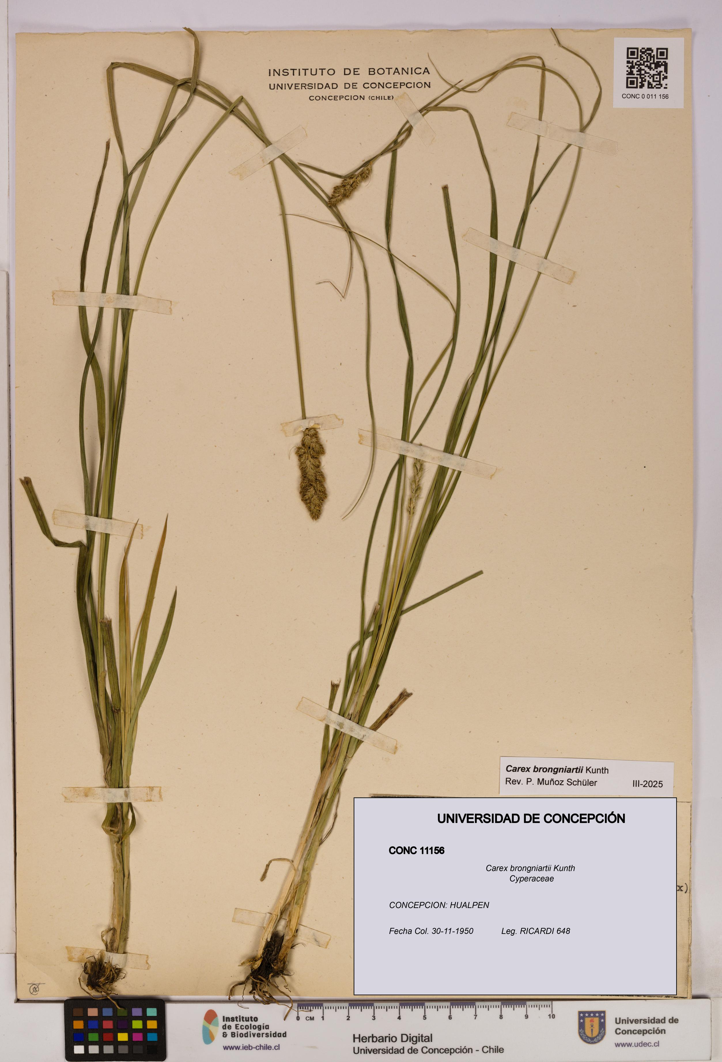 Carex brongniartii [Espécimen: UDEC:CONC:0011156]