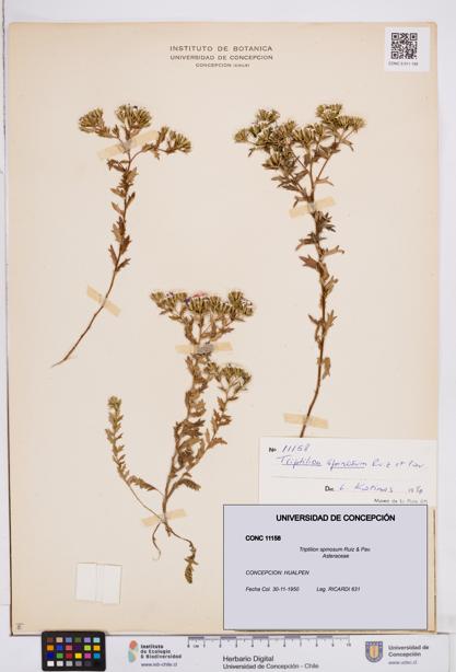 Triptilion spinosum [Espécimen: ]