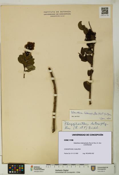 Notanthera heterophylla [Espécimen: UDEC:CONC:0011159]