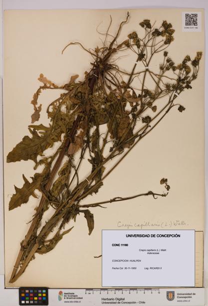Crepis capillaris [Espécimen: UDEC:CONC:0011160]