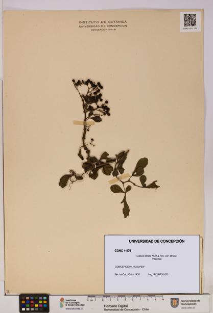 Cissus striata var. striata [Espécimen: UDEC:CONC:0011176]
