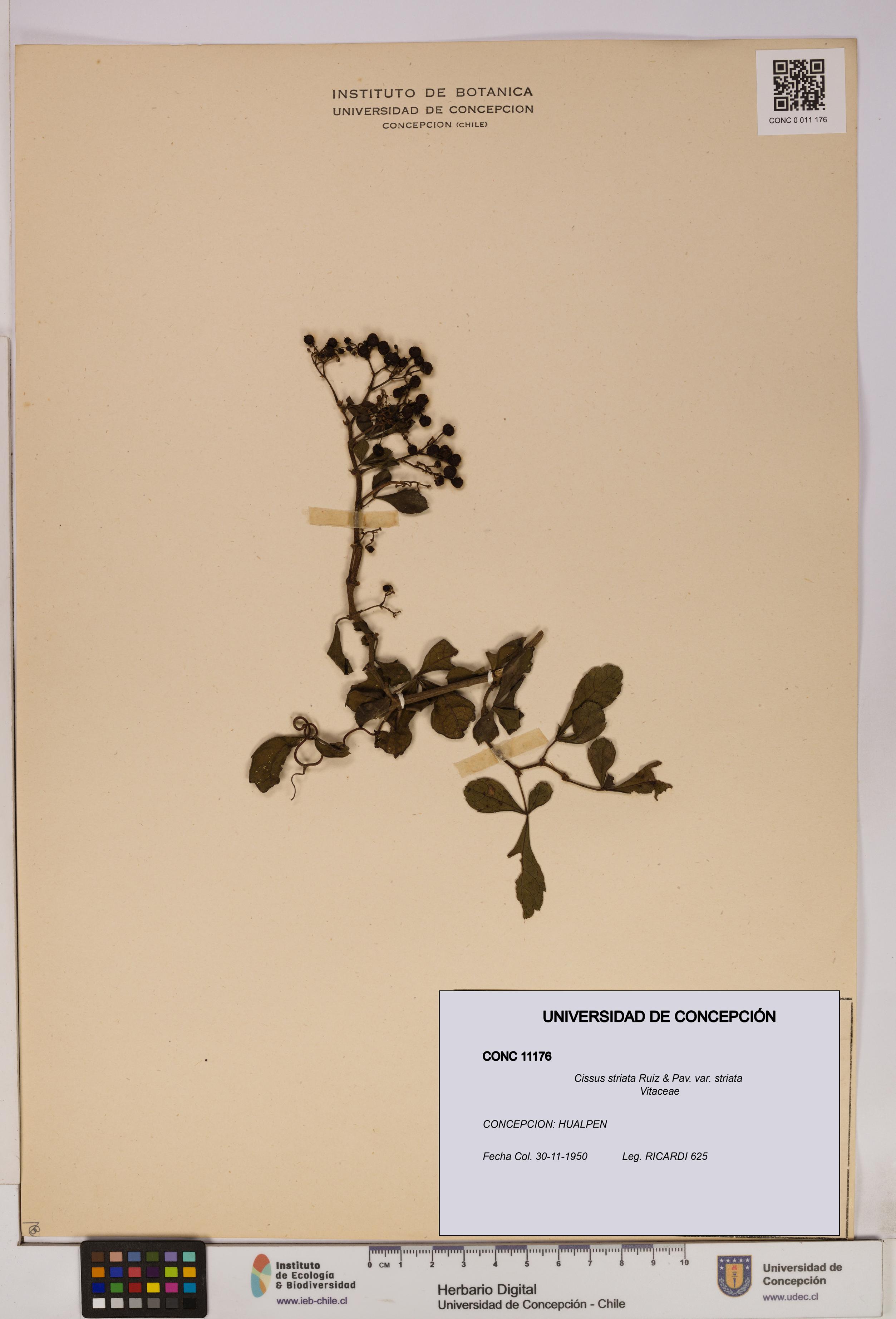 Cissus striata var. striata [Espécimen: UDEC:CONC:0011176]