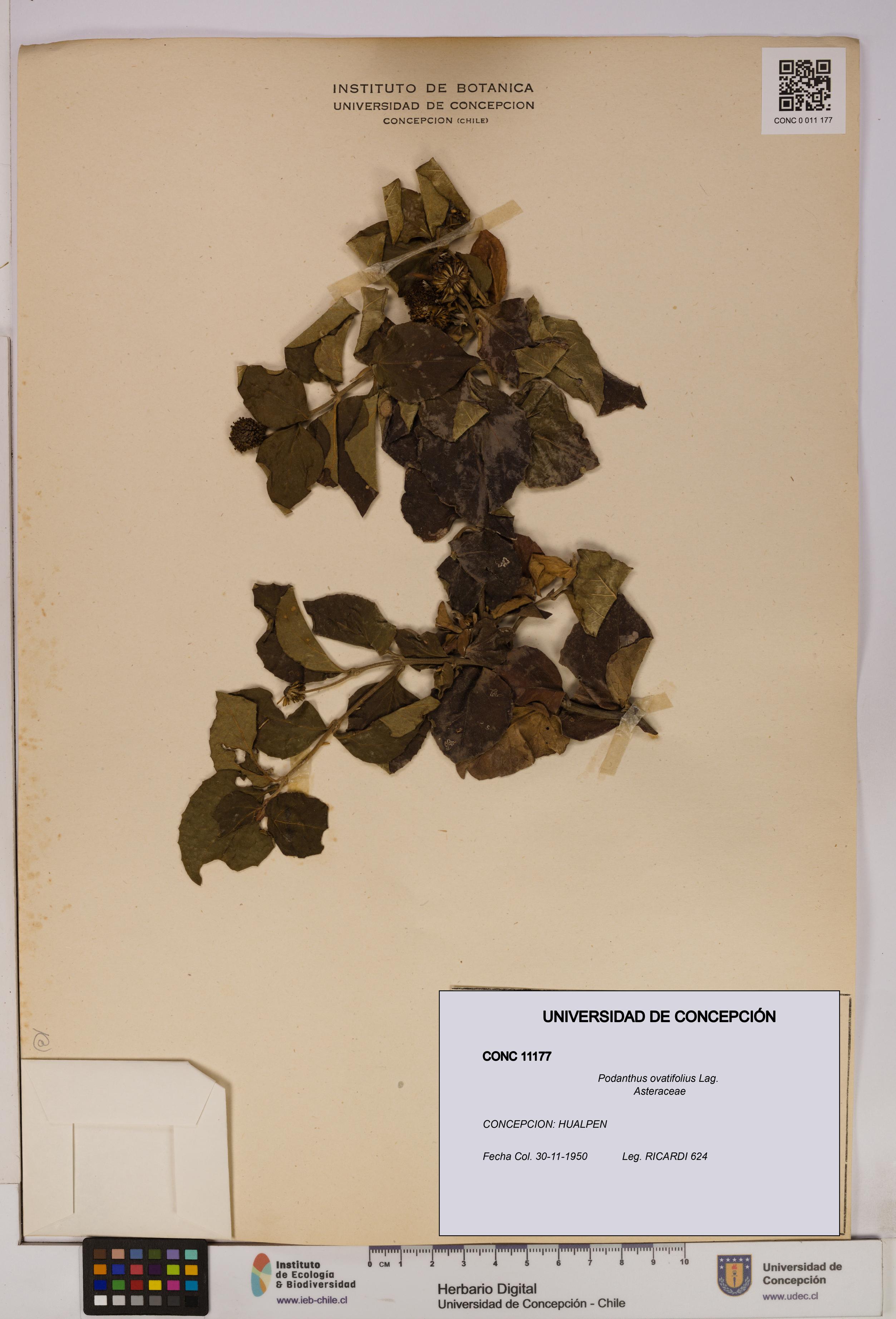 Podanthus ovatifolius [Espécimen: ]