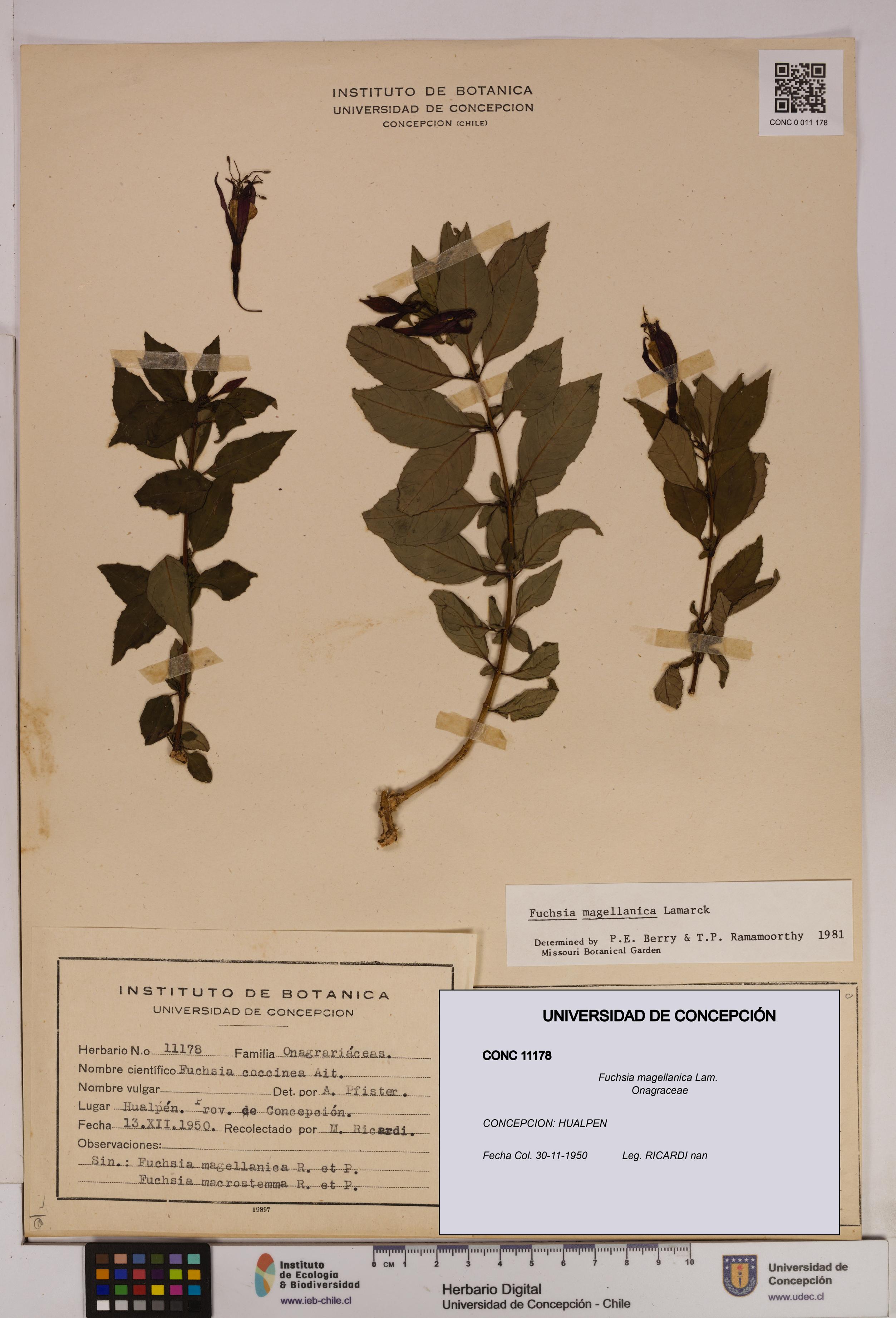 Fuchsia magellanica [Espécimen: UDEC:CONC:0011178]