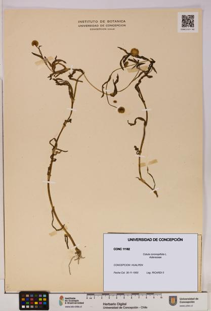 Cotula coronopifolia [Espécimen: UDEC:CONC:0011182]
