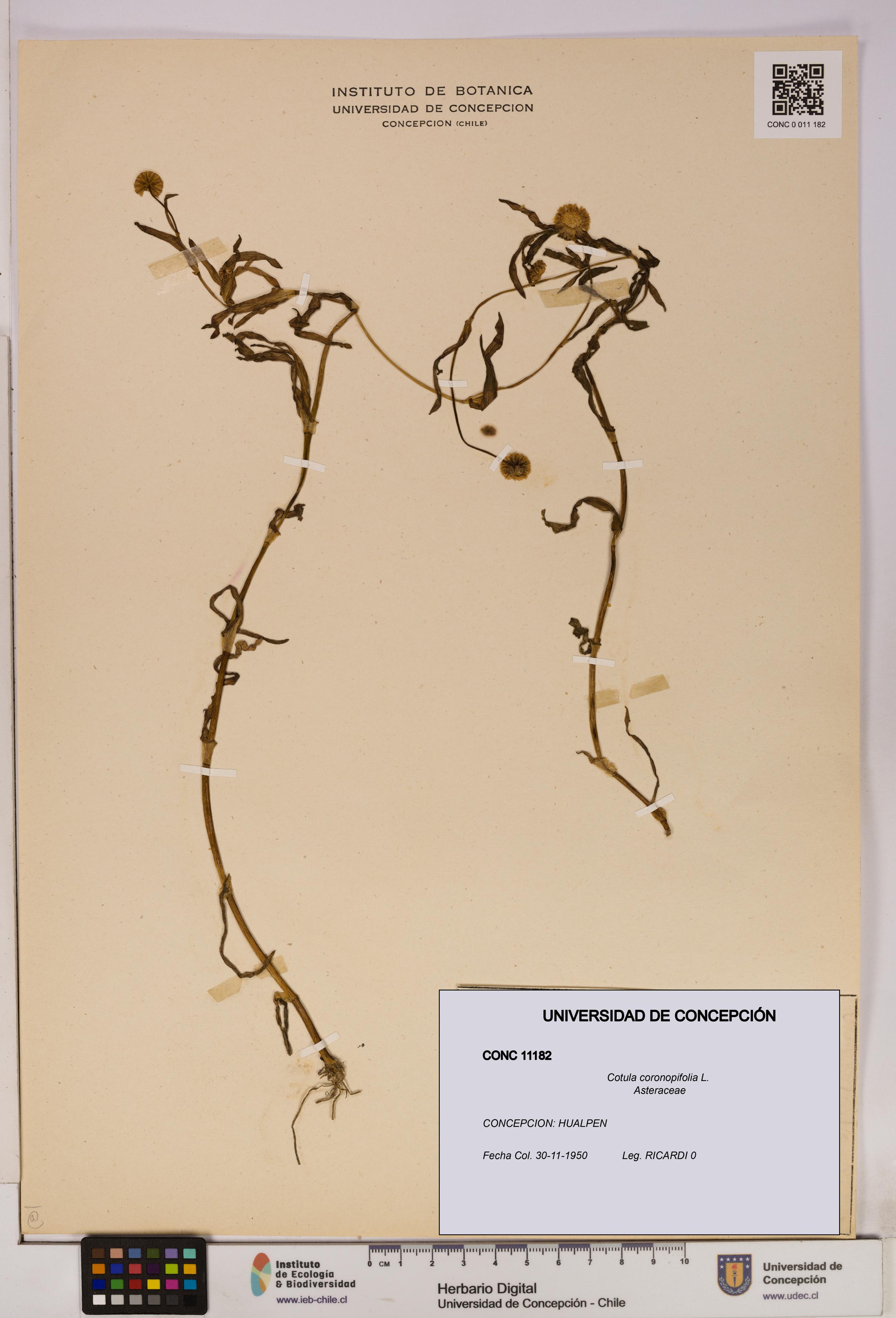 Cotula coronopifolia [Espécimen: UDEC:CONC:0011182]