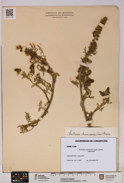 Ambrosia chamissonis [Espécimen: UDEC:CONC:0011184]