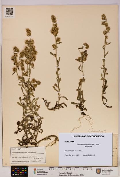 Gamochaeta americana [Espécimen: UDEC:CONC:0011187]