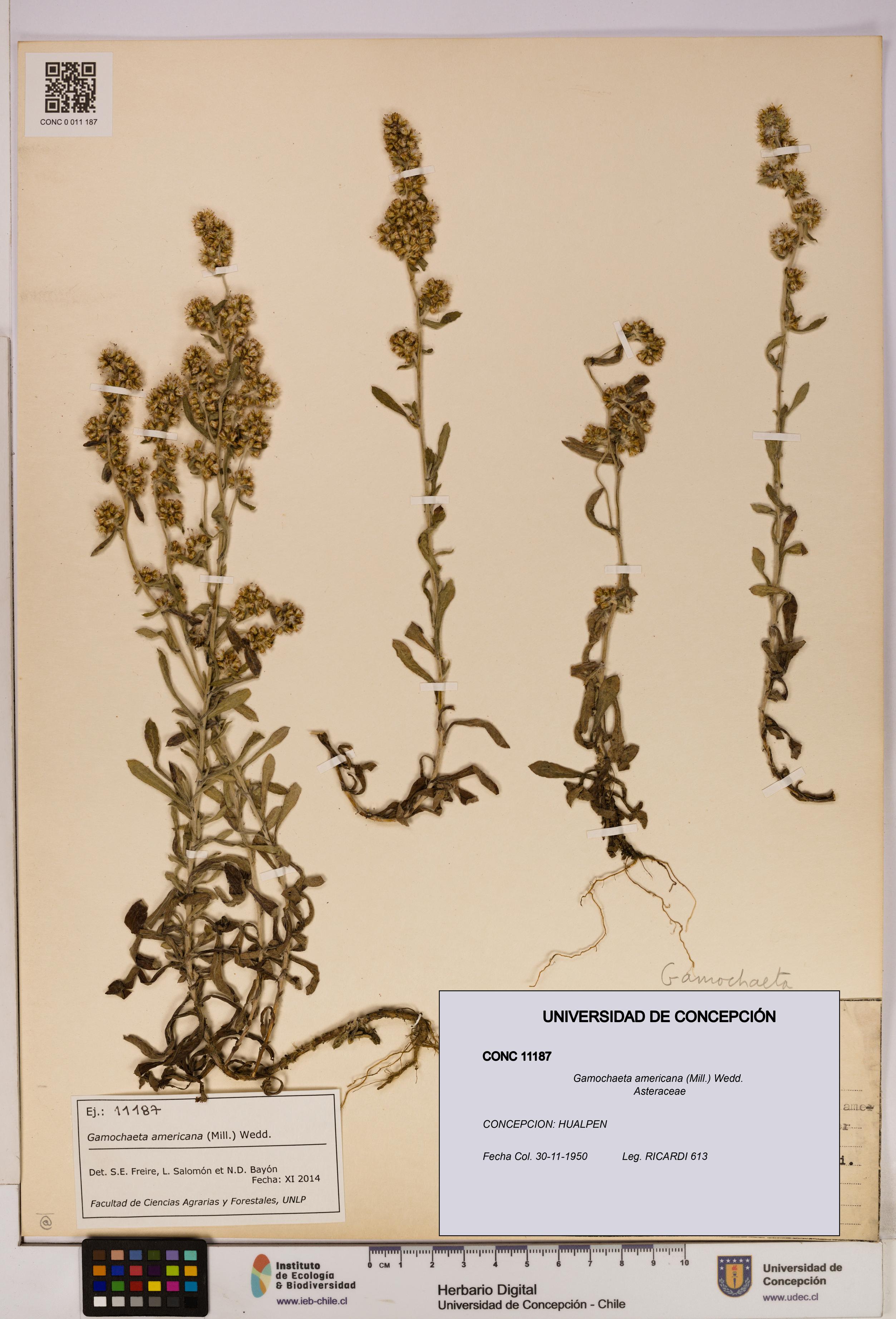 Gamochaeta americana [Espécimen: UDEC:CONC:0011187]