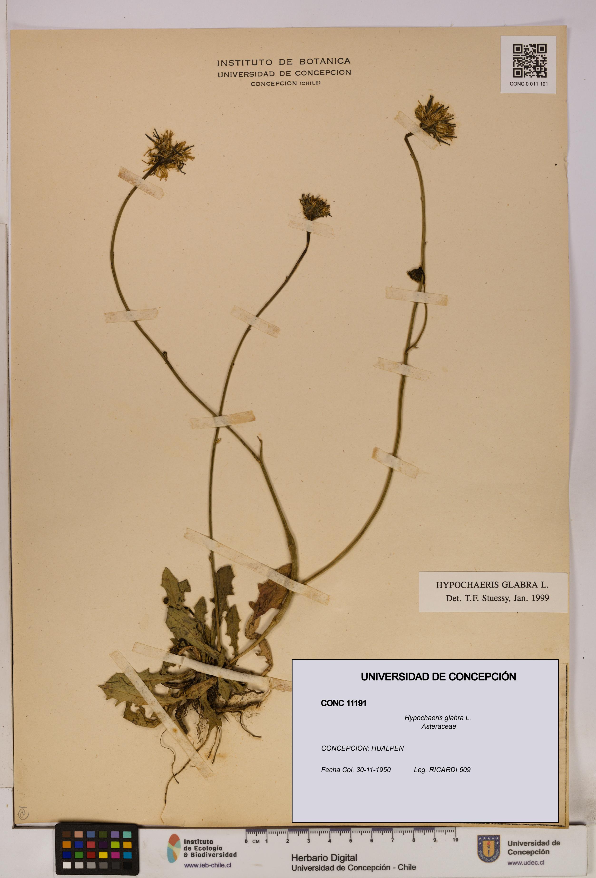Hypochaeris glabra [Espécimen: UDEC:CONC:0011191]