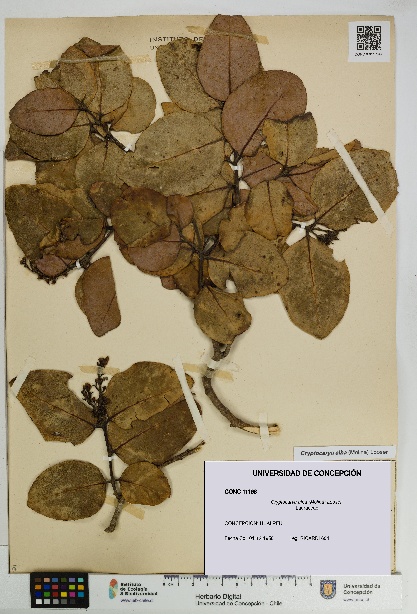 Cryptocarya alba [Espécimen: UDEC:CONC:0011196]