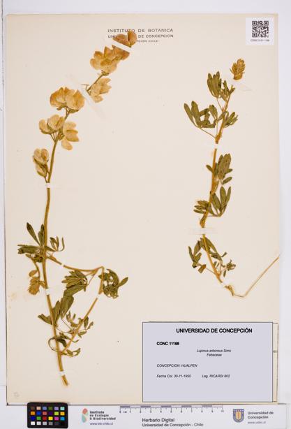 Lupinus arboreus [Espécimen: ]