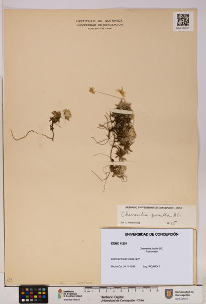 Chevreulia pusilla [Espécimen: UDEC:CONC:0011201]